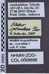 Etikette zu Elater splendens (Gurjeva, 1974) (NHMW-ZOO-COL-0008896)